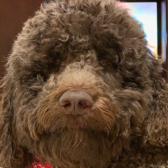 Meet your Posher, Christine - Picture 1 of 1